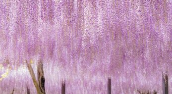 開花も今が真っ盛り！見頃を迎えた美しい「藤の花」御朱印5選！