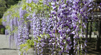 今がまさに見頃！関東で人気の藤の名所6選。2023年の藤まつり開催情報も！