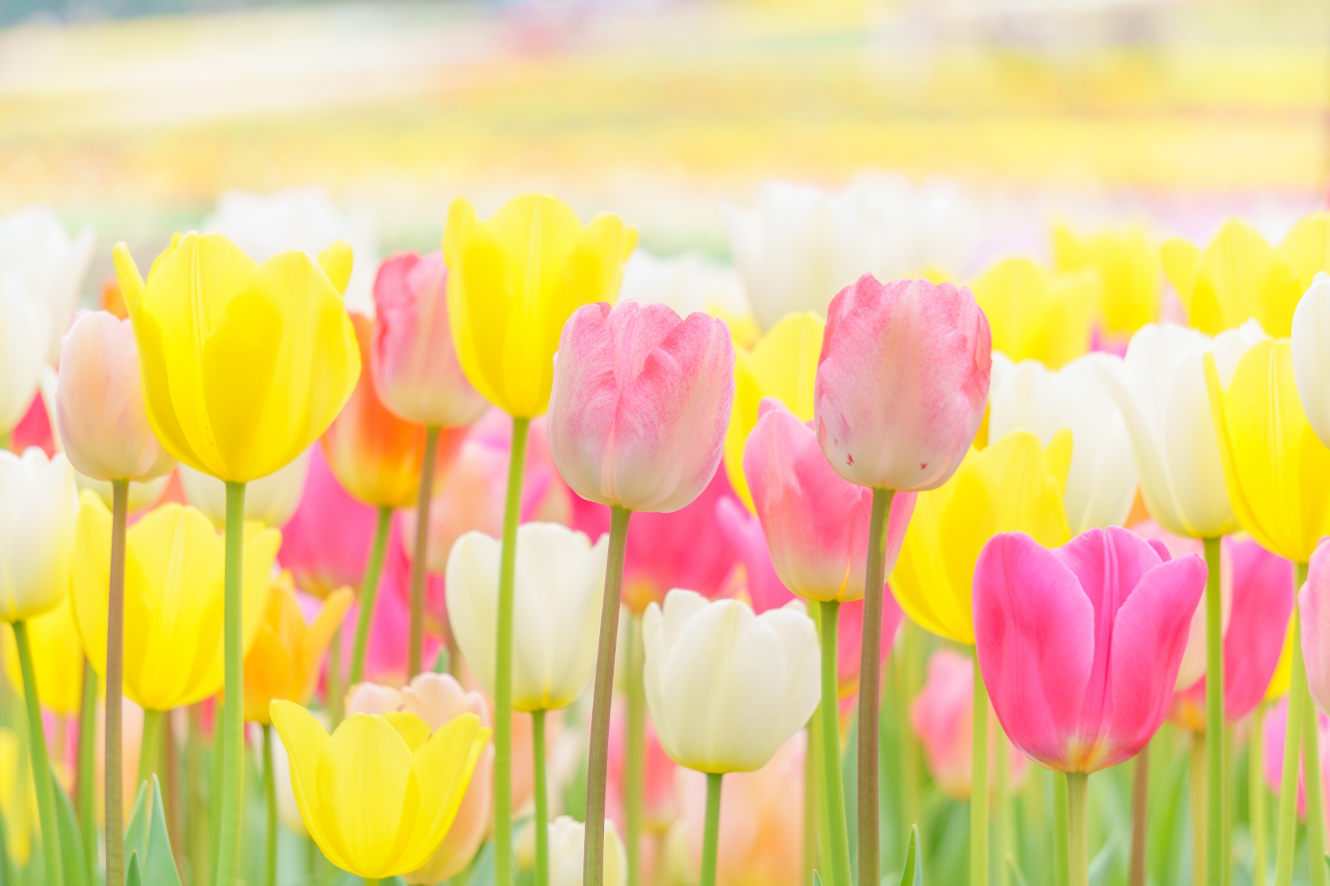 桜だけが春の花じゃない！愛らしさいっぱいチューリップの御朱印5選！