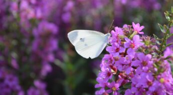 鬼滅の刃「胡蝶しのぶ」の“聖地”の神社にも！蝶が美しい御朱印5選！