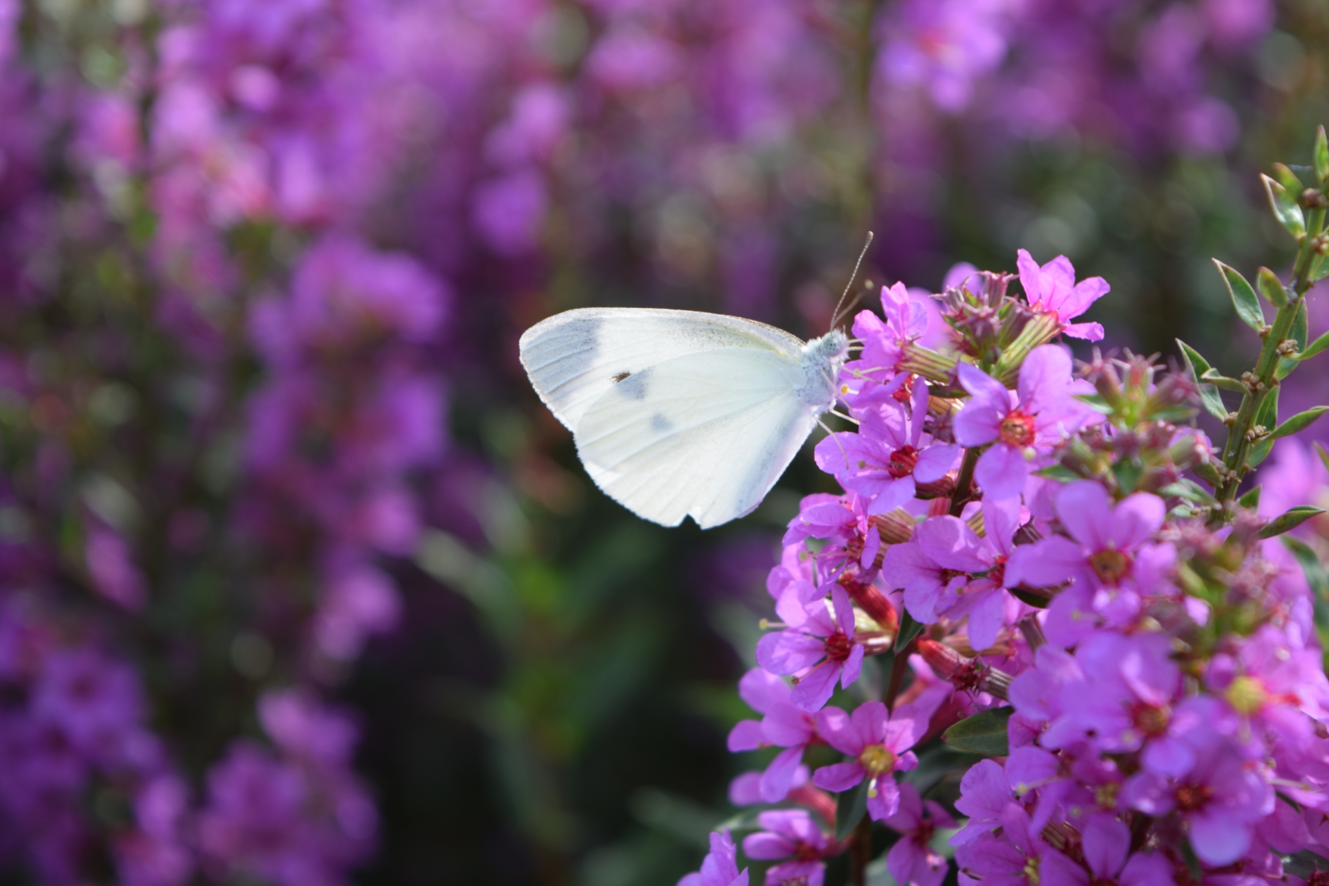 鬼滅の刃「胡蝶しのぶ」の“聖地”の神社にも！蝶が美しい御朱印5選！