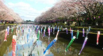 満開の桜＆こいのぼりの絶景は今だけ！2023年「館林さくらとこいのぼりの里まつり」へ急いで！