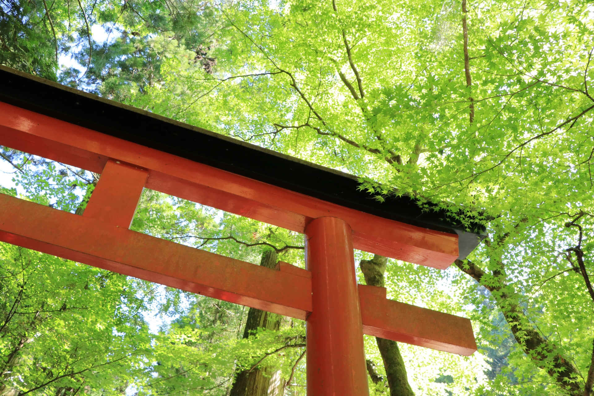 新しい初夏の風物詩！爽やかな「青もみじ」の御朱印5選！