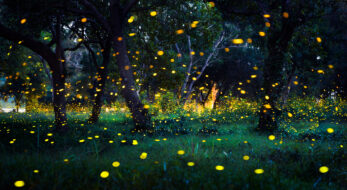 蛍が見られるのはいつ？どこ？蛍の基礎知識から全国の蛍イベントスポットまでご紹介！