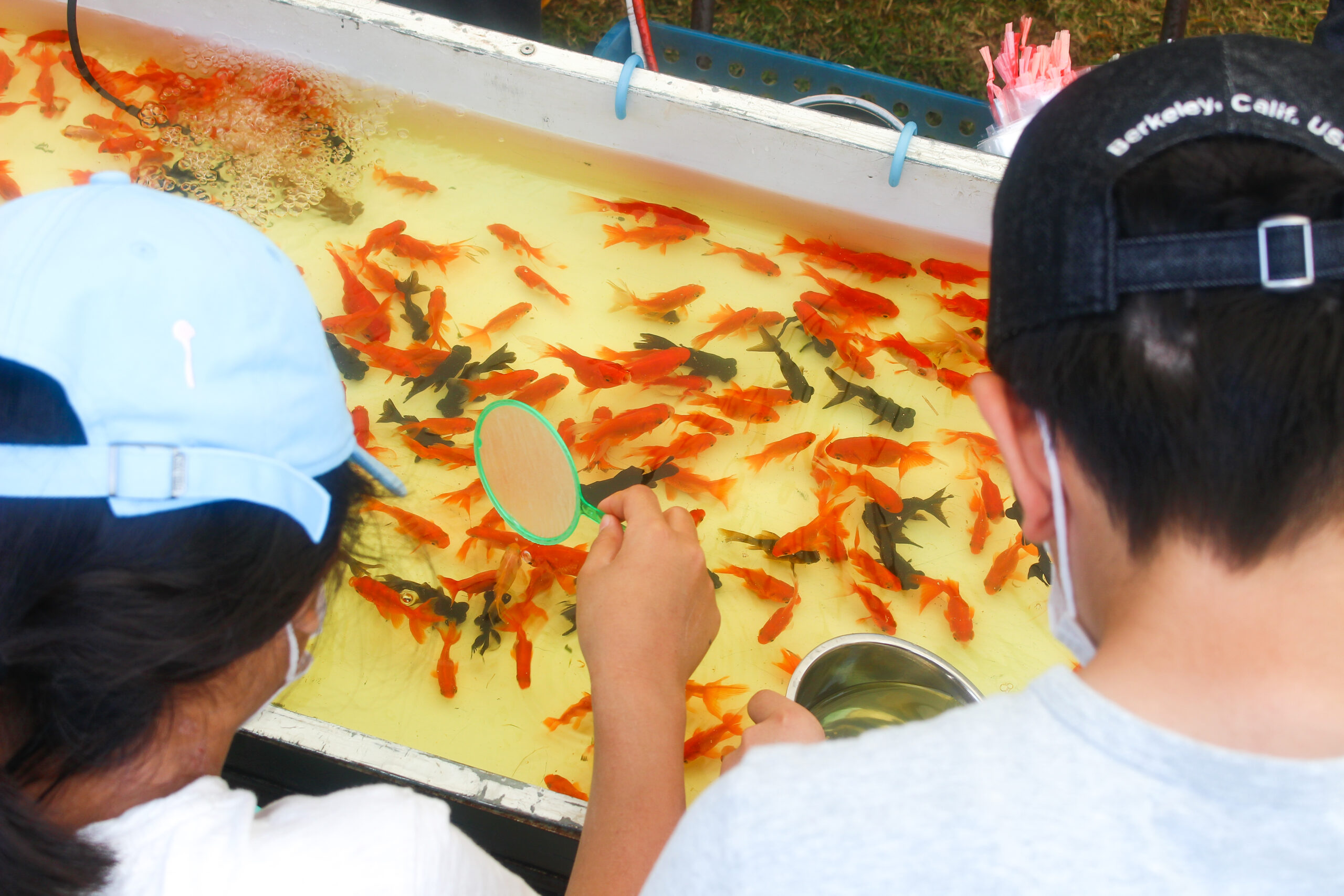 火の国長洲金魚まつりが3年ぶりに開催！金魚すくい・みこし・もなかも登場