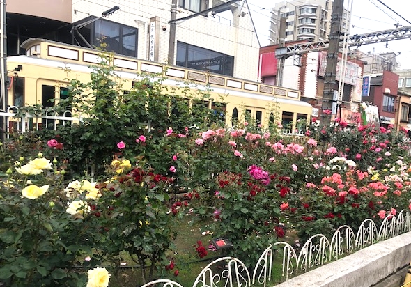 2023年も「あらかわバラの市」が開催！都電とバラのコラボは必見！荒川線沿線グルメ情報も♪