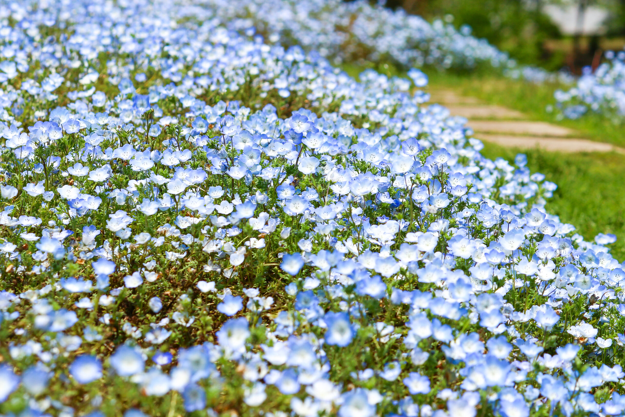 絶景！70万本の青い花が映える「ネモフィラブルーフェスタ」とは？2023年版