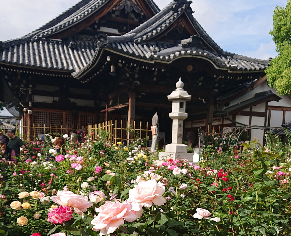 バラが見られて御朱印ももらえる！一石二鳥のバラの寺社＆バラ御朱印5選！