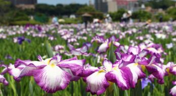 短い花盛りをお見逃しなく！関東の花菖蒲＆あやめスポット10選と2023年のおまつり情報！