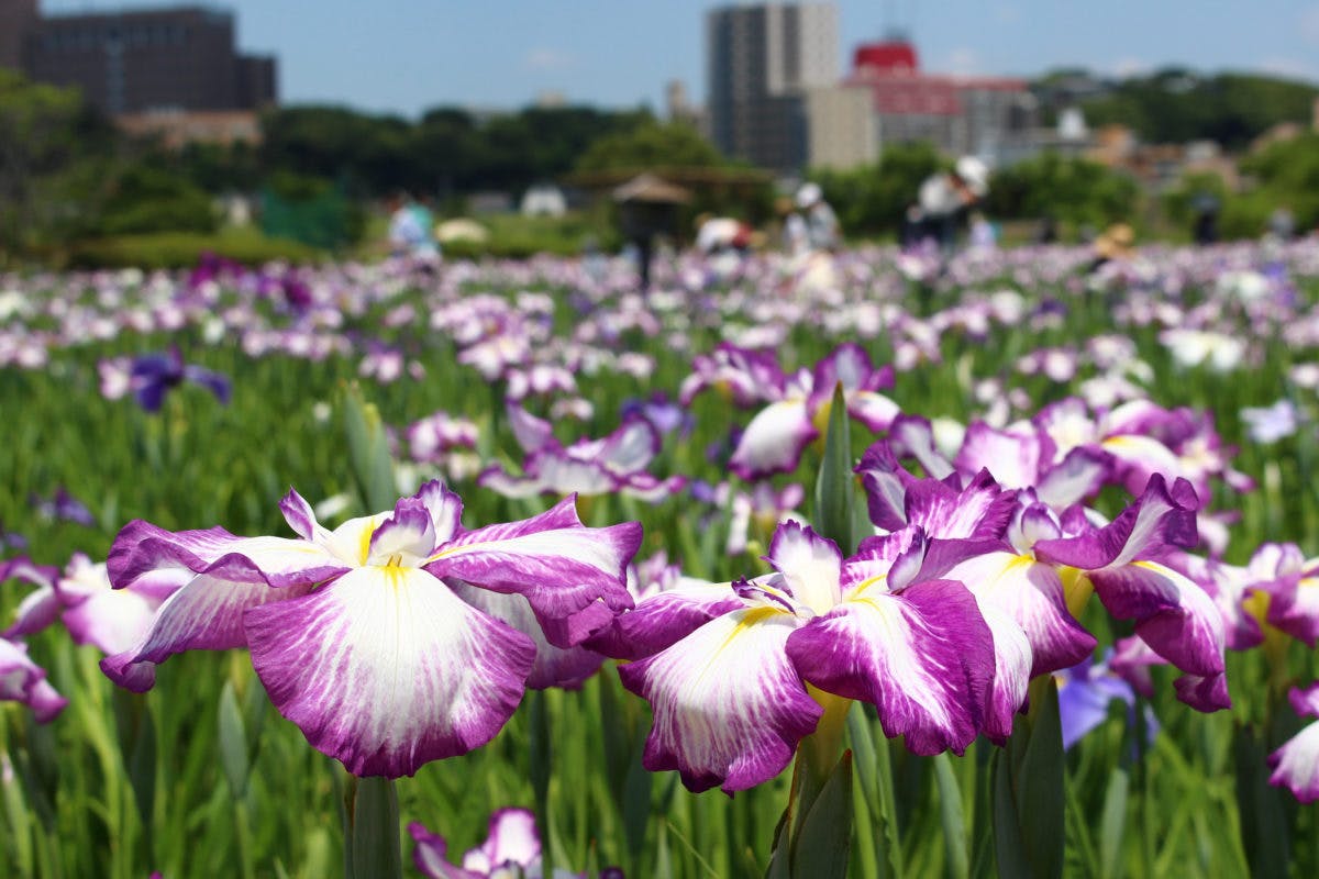 短い花盛りをお見逃しなく！関東の花菖蒲＆あやめスポット10選と2023年のおまつり情報！