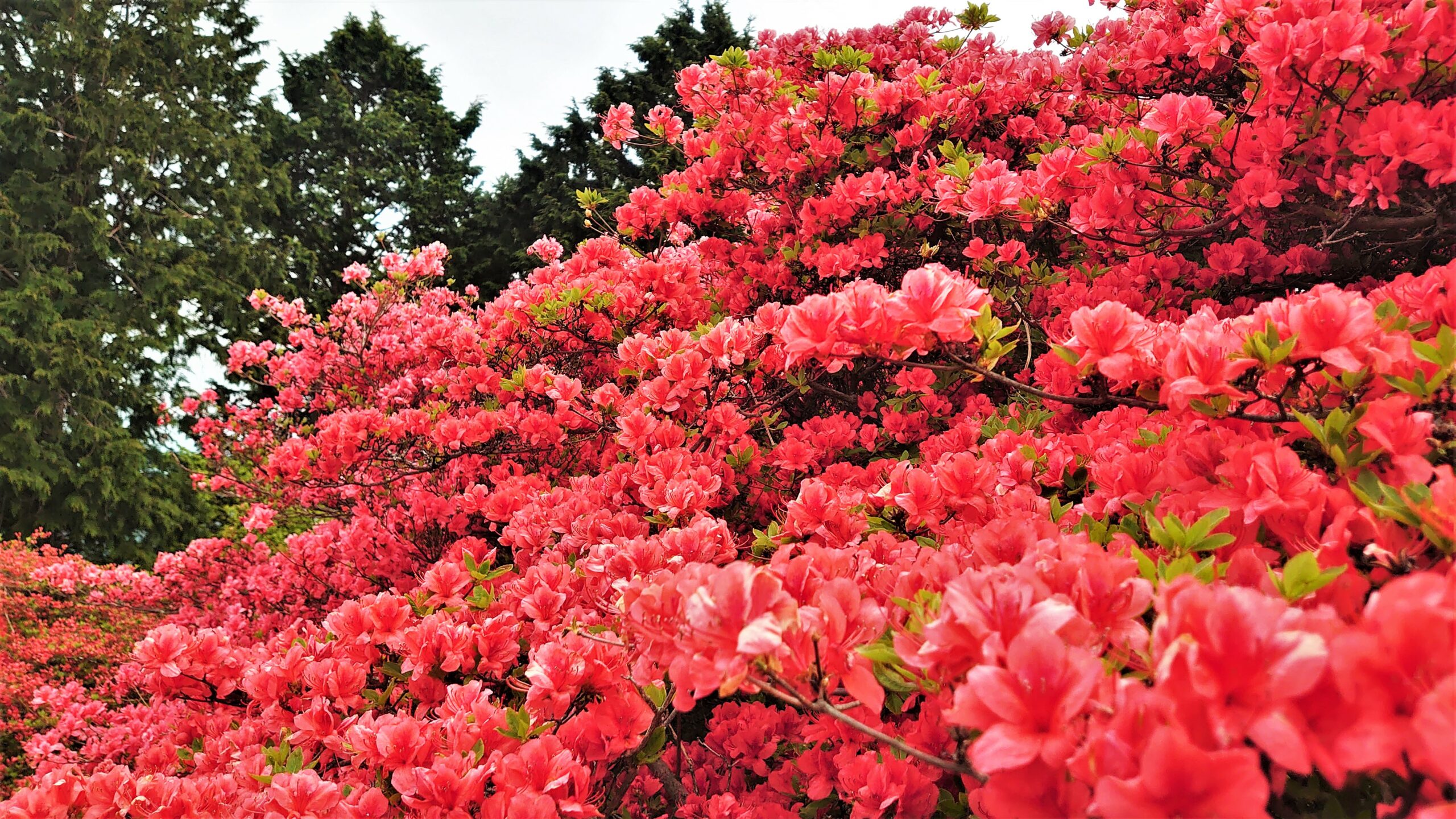 南三陸町の「田束山つつじまつり」が3年ぶりに開催へ　田束山のトレイルを楽しむツアーも