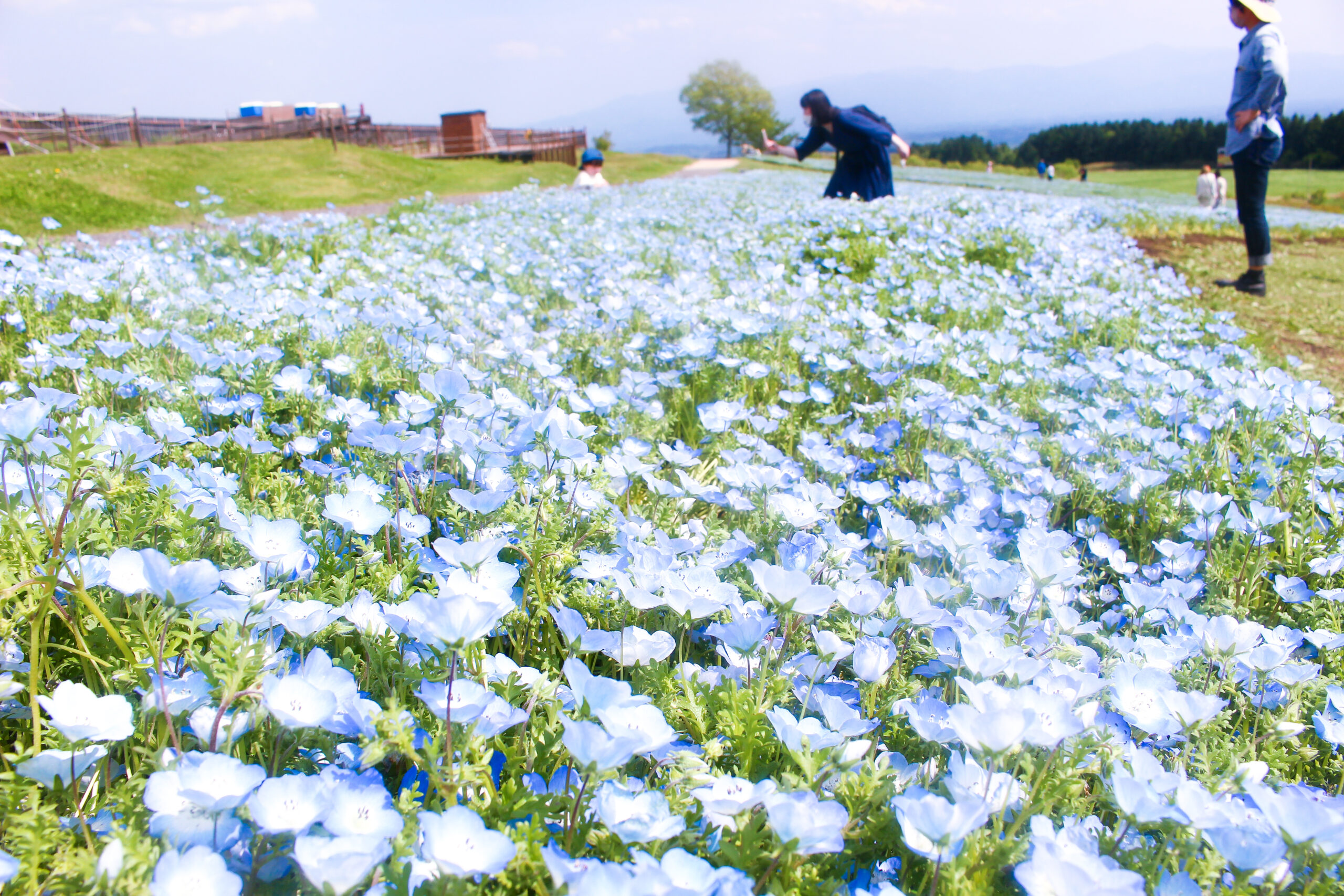 ネモフィラフェスティバルがくじゅう花公園で開催！7000㎡に広がる青の世界