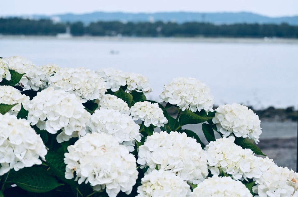 ここだけに咲く「八景ブルー」も！今が見頃の「八景島あじさい祭」をレポート！