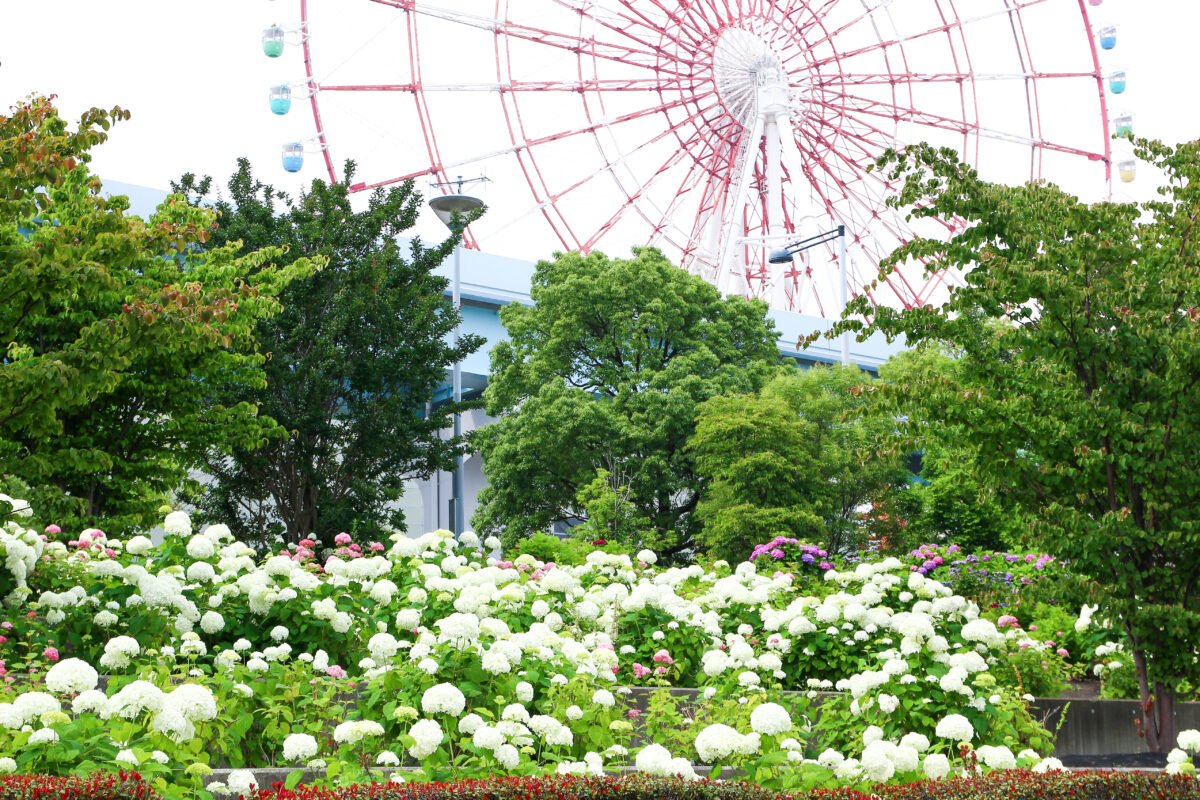 お台場にはあじさいの名所が2つある！？満開を迎えた2022年の様子を紹介！