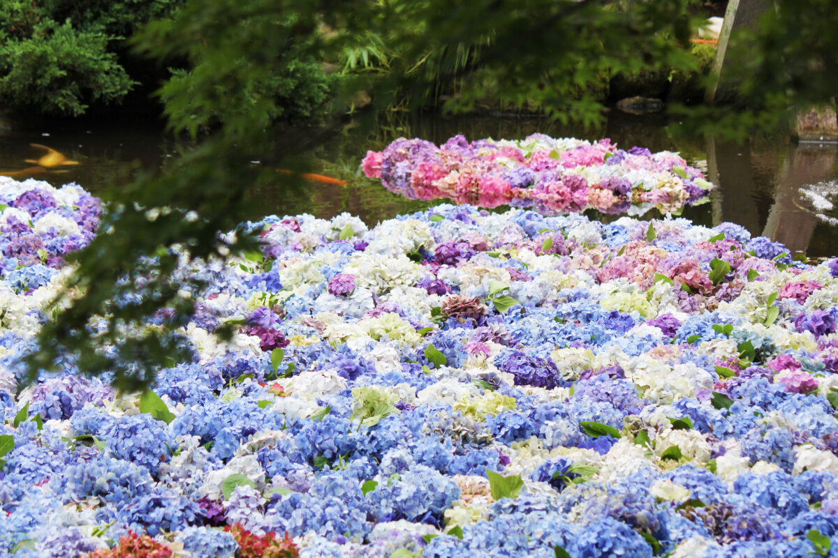 話題の水中華は7月1日から！雨引観音「あじさい祭」は極楽を想う美しさ