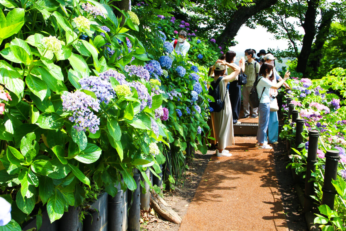 長谷寺のあじさいが見頃に！鎌倉の初夏に彩られた境内を散策して楽しめる