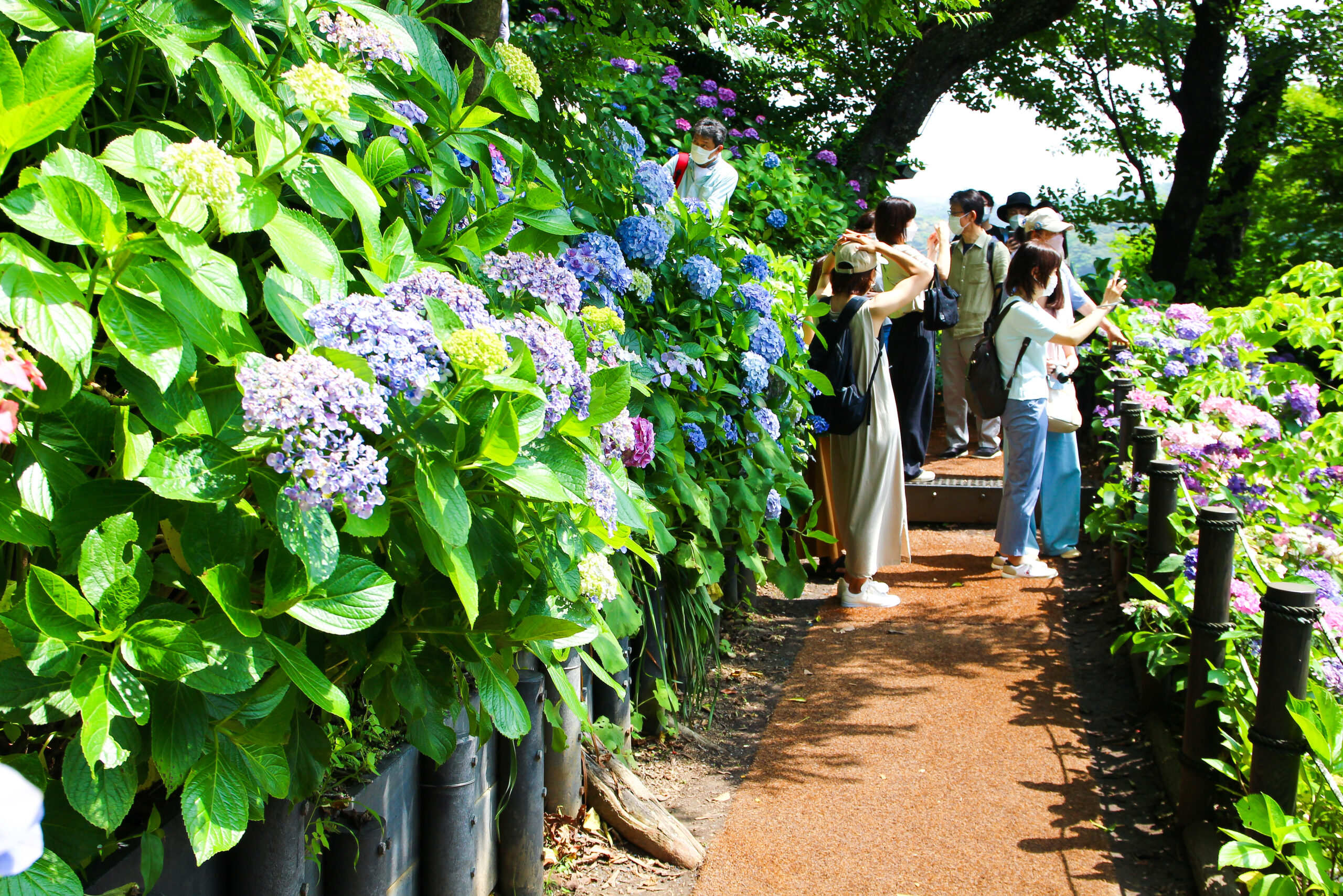 長谷寺のあじさいが見頃に！鎌倉の初夏に彩られた境内を散策して楽しめる