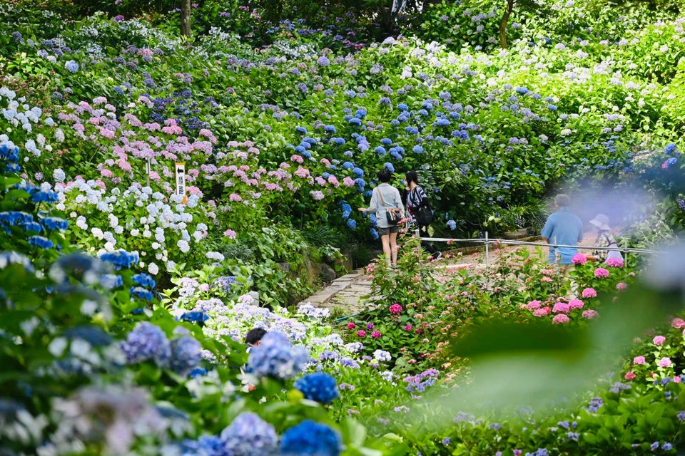 限定御朱印も魅力！満開の「あじさいの杜」二本松寺を現地からレポート！
