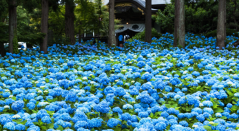 あじさいが見頃で限定御朱印ももらえる！全国のあじさい寺＆あじさい御朱印5選！＜2022年版＞