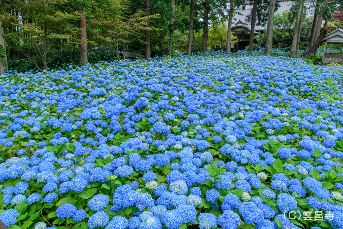 一面のあじさいがお待ちしています♪今だけ楽しめる、男鹿の絶景スポット＆絶品グルメとは？