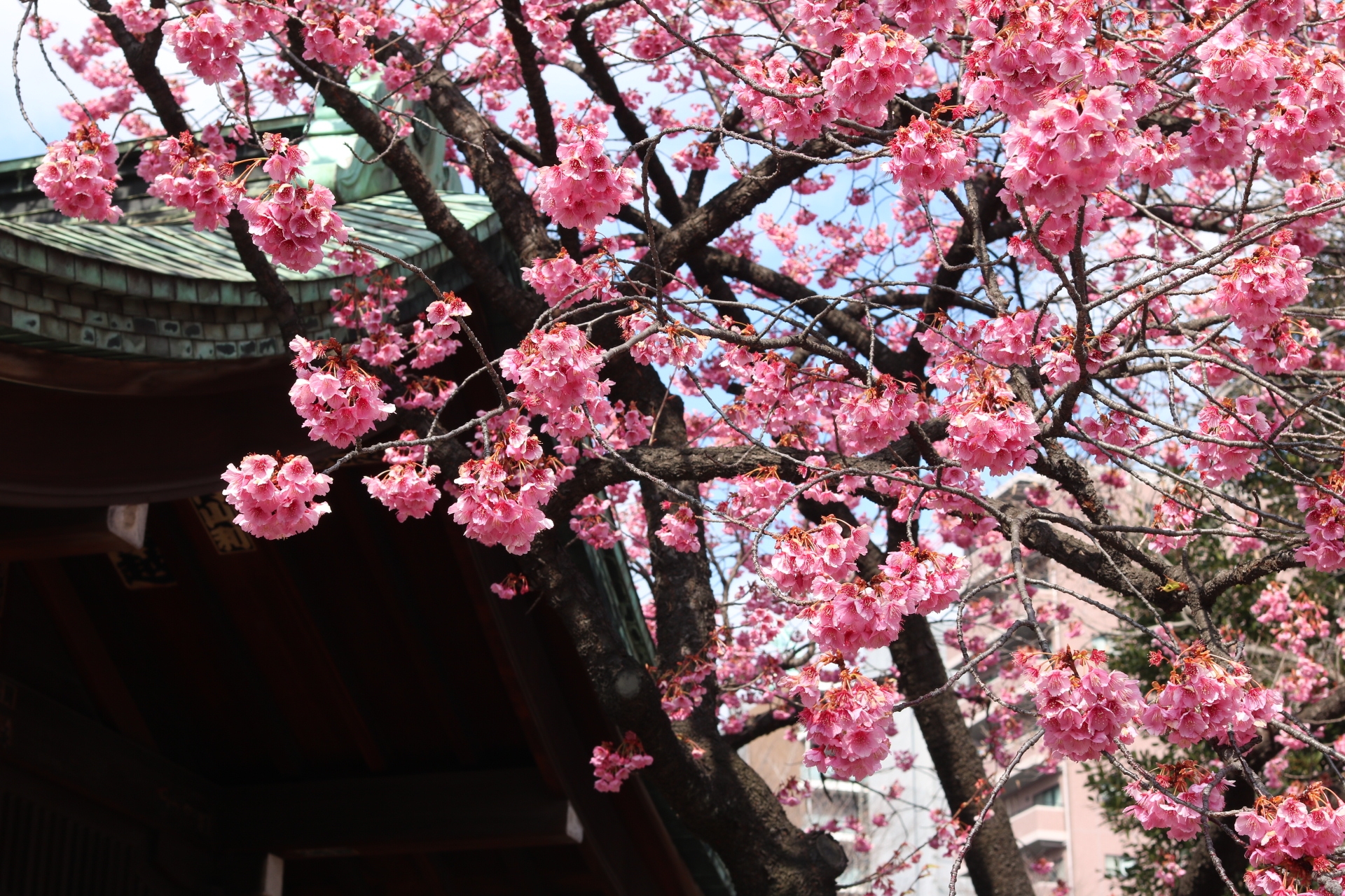 お参り行事とは？新米ママは必見！産まれる前から成人するまでのお参り行事を紹介！