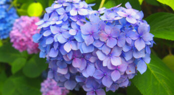 まだ見頃に間に合う！関東の紫陽花スポット10選と2022年「あじさい祭り」情報