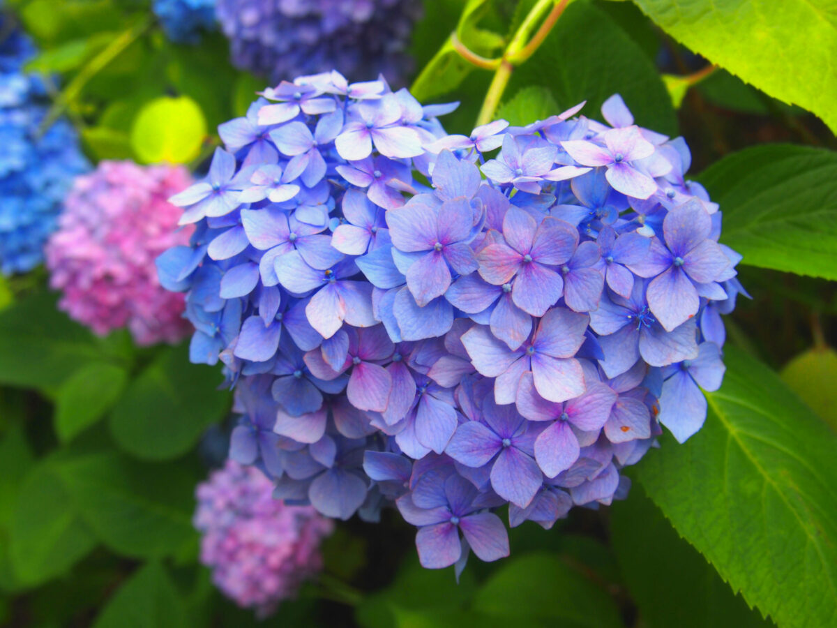 まだ見頃に間に合う！関東の紫陽花スポット10選と2022年「あじさい祭り」情報