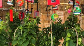 浅草寺の「ほおずき市」は2023年も四万六千日分の功徳あり！お参りして浅草グルメを満喫しよう！