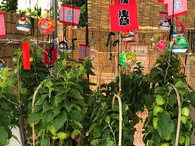 浅草寺の「ほおずき市」は2023年も四万六千日分の功徳あり！お参りして浅草グルメを満喫しよう！