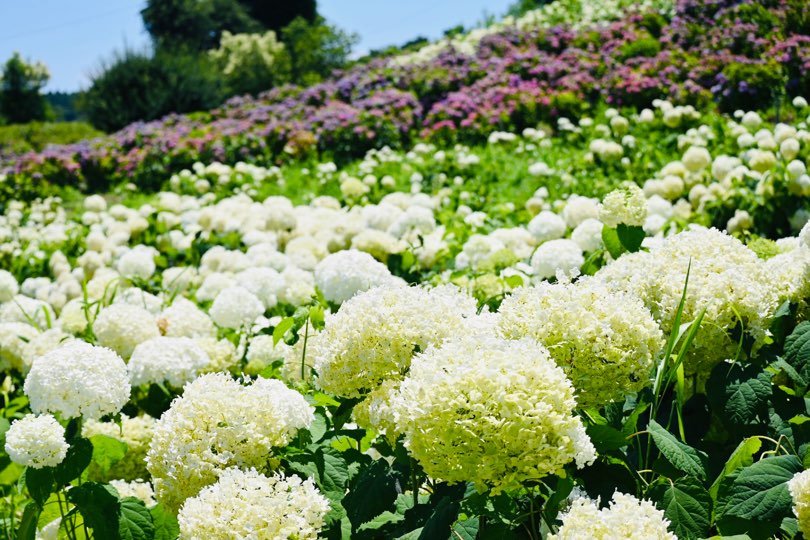 日本一美しいあじさいの丘！「かざはやの里」の魅惑のマジックアワーとは？