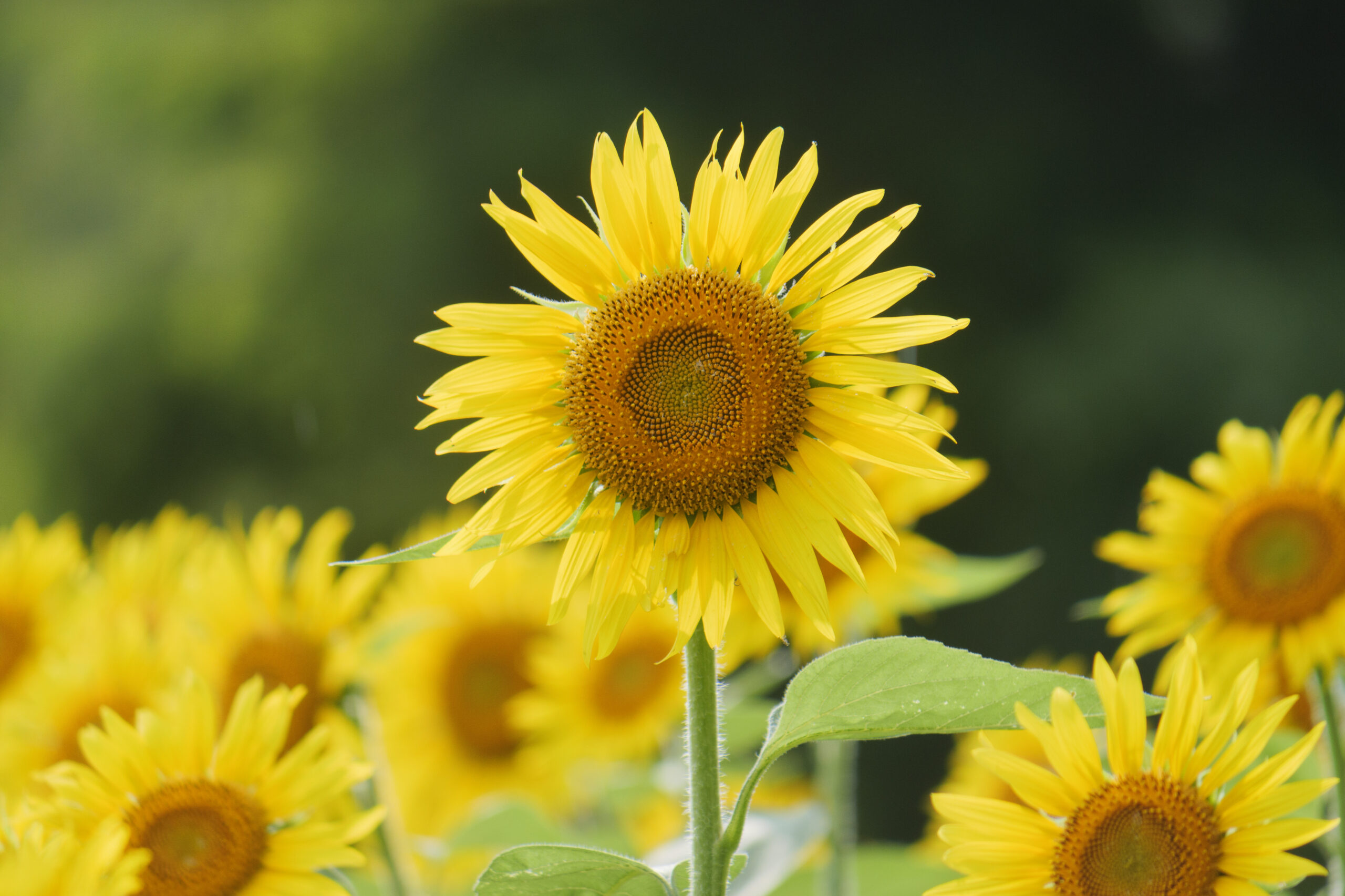 今が見頃！約5万本のひまわりが待つ、滋賀県日野町ブルーメの丘「ひまわりフェスタ」