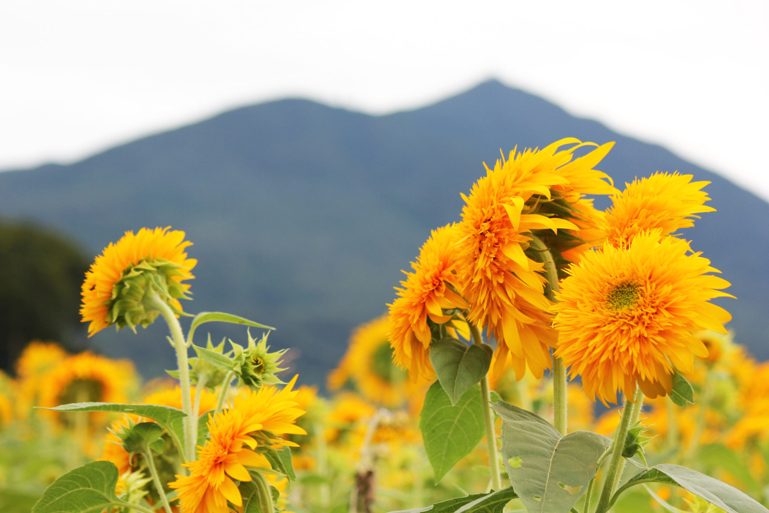 筑波山をバックに八重ひまわり約100万本！「あけのひまわりフェスティバル2022」レポート