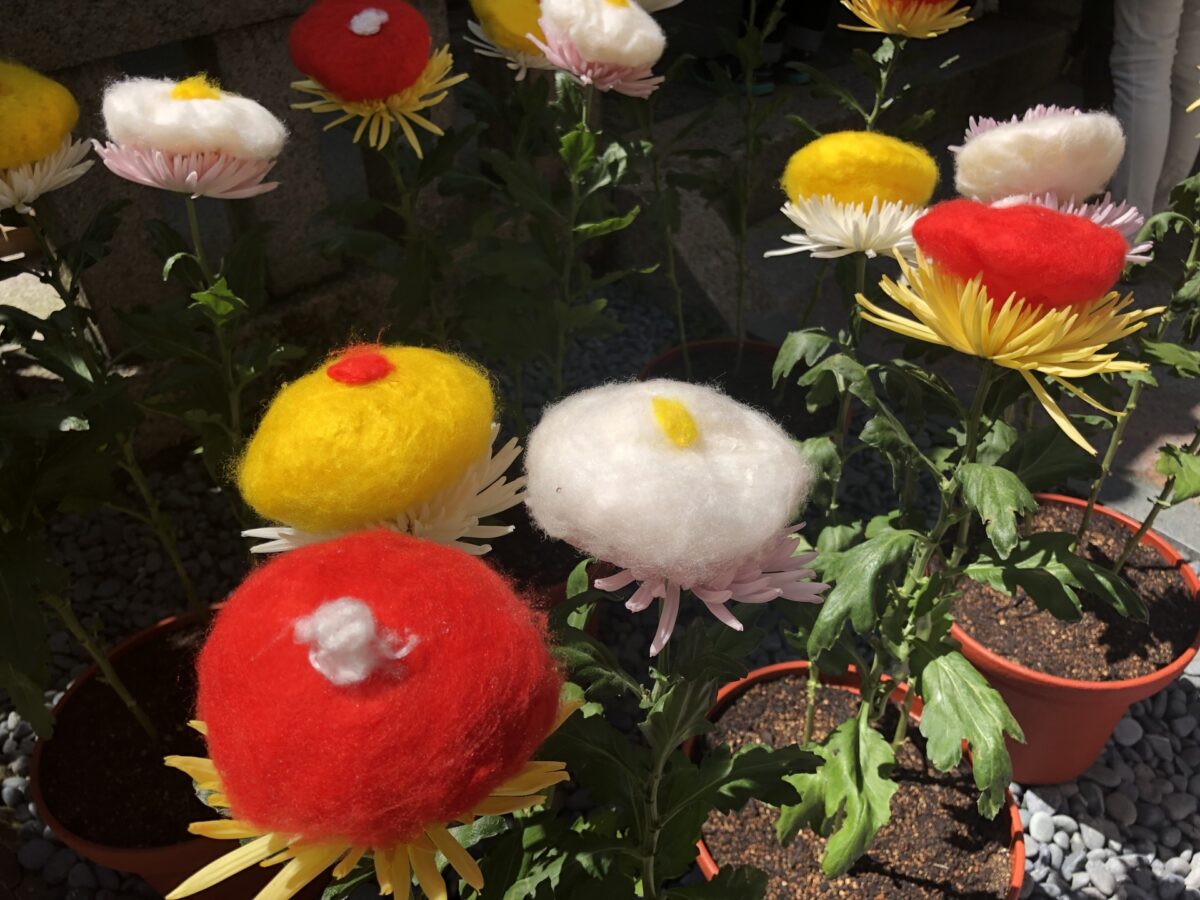 9月9日の「重陽の節句」とは？何をする？何を食べる？あの有名祭りの語源にもなった！？