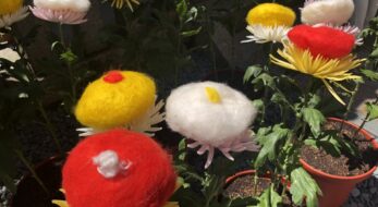 9月9日の「重陽の節句」とは？何をする？何を食べる？あの有名祭りの語源にもなった！？