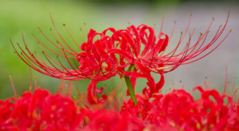 今ちょうど見頃のあの花も！全国の「秋の花」限定御朱印5選！