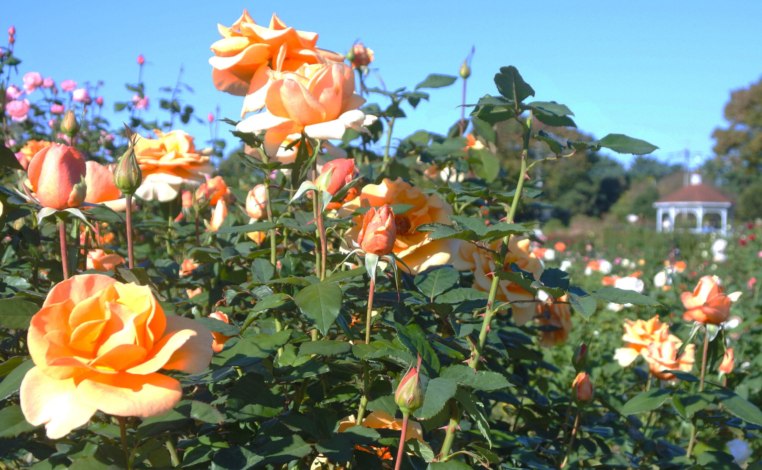 広々そして優雅な「敷島公園門倉テクノばら園」で秋のバラフェスタ開催！