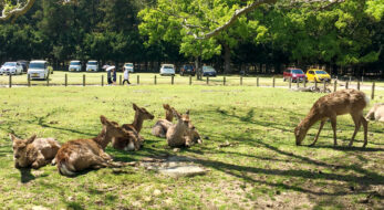 奈良の鹿は、実は関東の「ある場所」からやってきた！？
