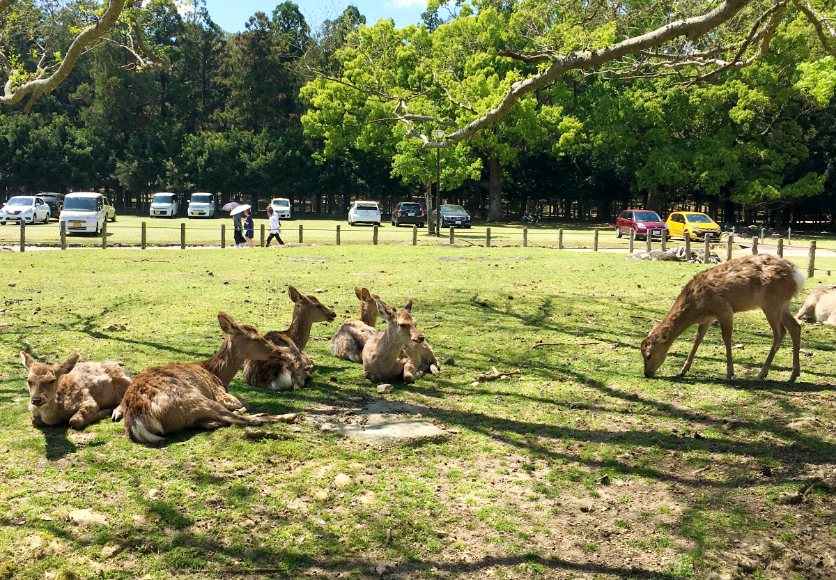奈良の鹿は、実は関東の「ある場所」からやってきた！？