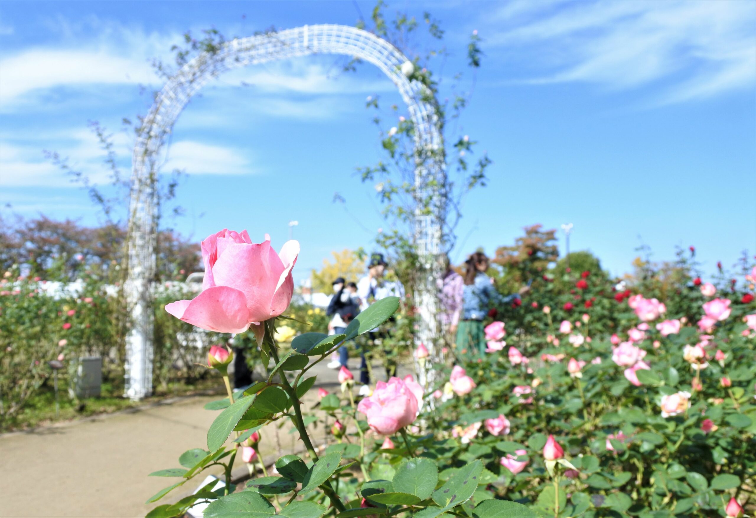 秋空の下で満開！埼玉県伊奈町の秋のバラ園・バラまつりをレポート