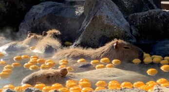 冬至とは？何をする？何を食べる？パワスポが並ぶ「レイライン」、「一陽来復」と冬至の関係は？