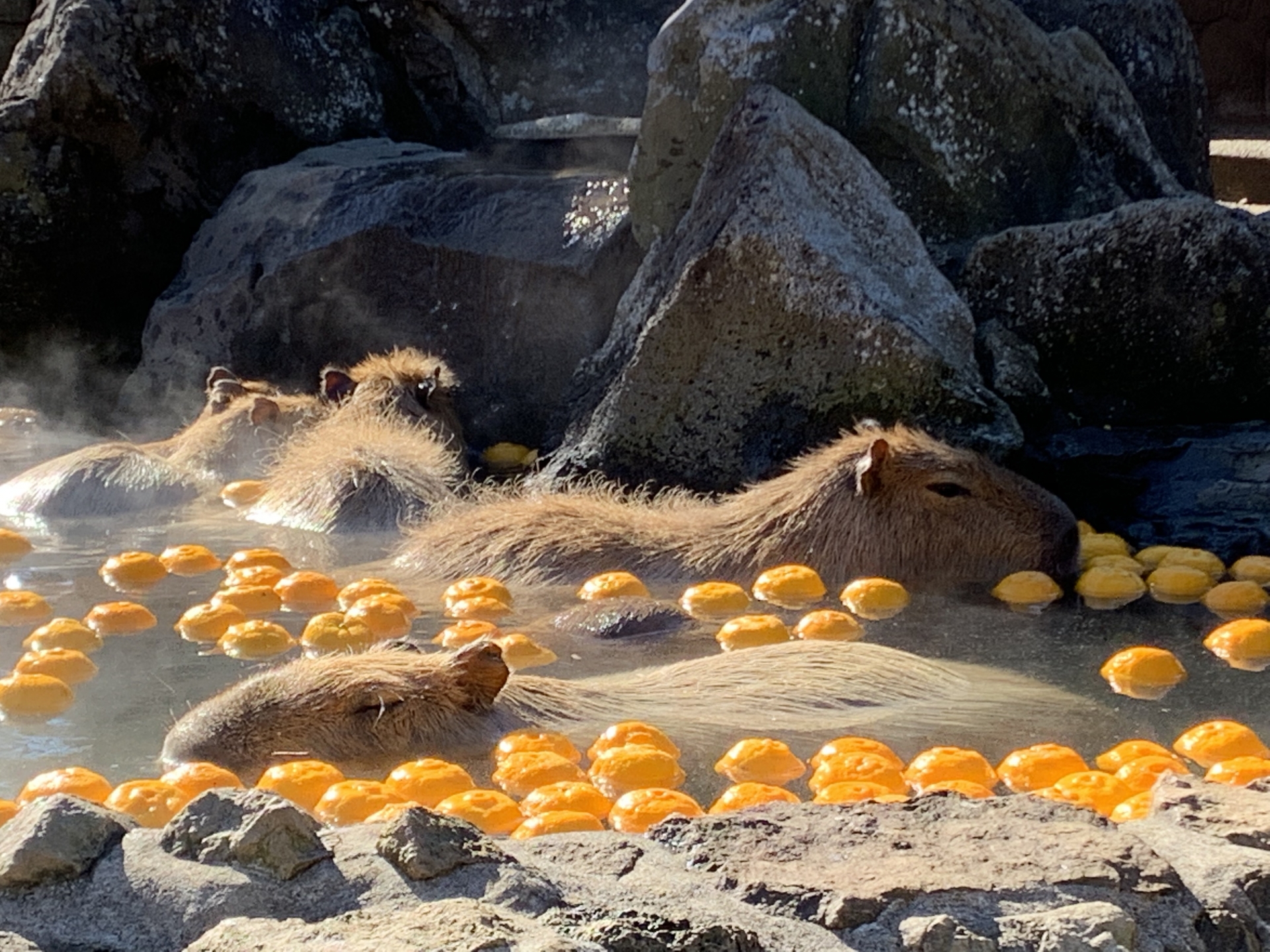 冬至とは？何をする？何を食べる？パワスポが並ぶ「レイライン」、「一陽来復」と冬至の関係は？