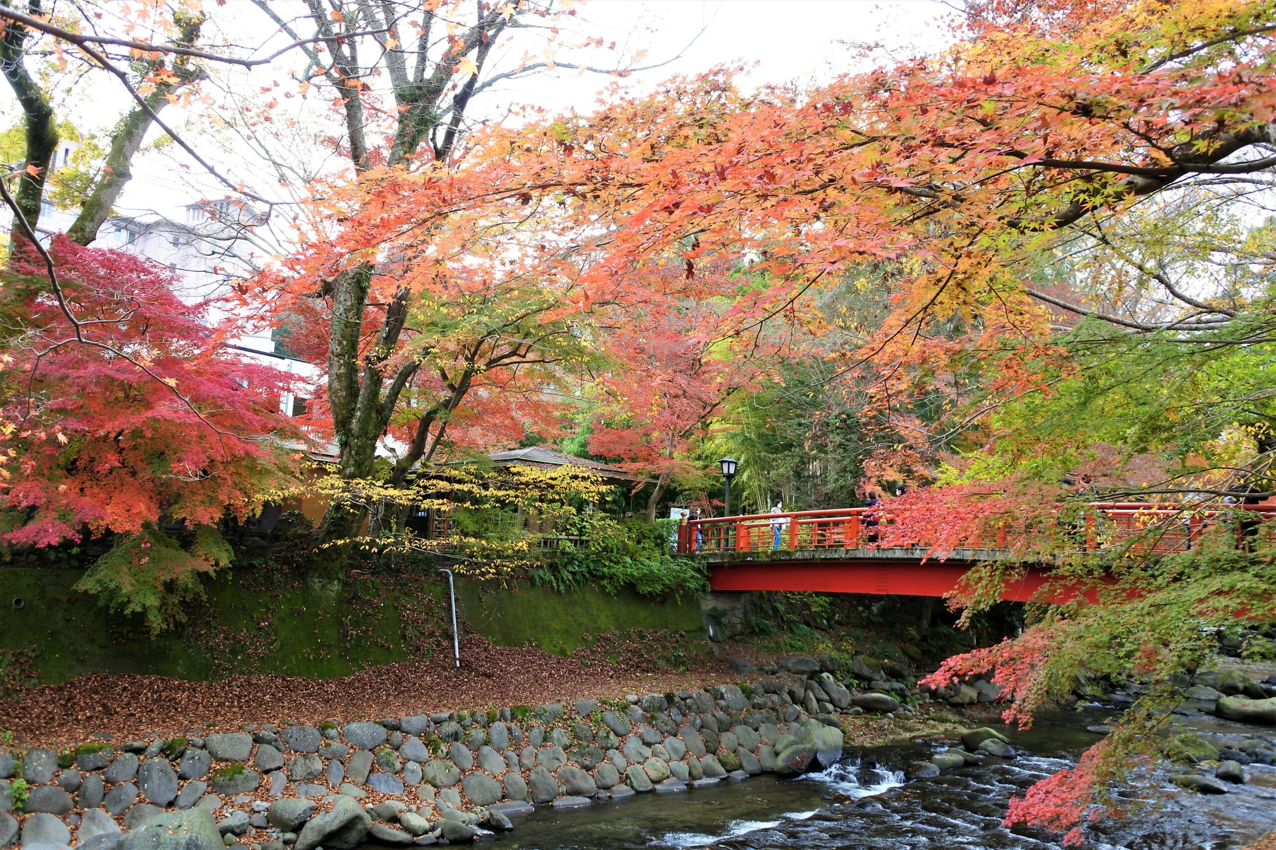 2022年11月の修善寺紅葉レポート！温泉街・もみじ林・日本庭園と見どころ多彩！