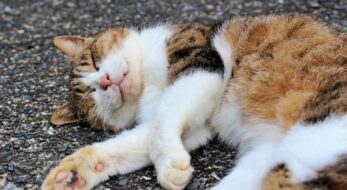 かわいさダダ漏れ！猫好きにはタマらにゃい全国の「猫の日御朱印」5選！
