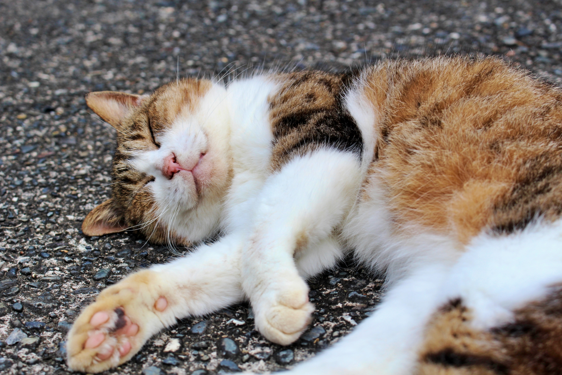 かわいさダダ漏れ！猫好きにはタマらにゃい全国の「猫の日御朱印」5選！