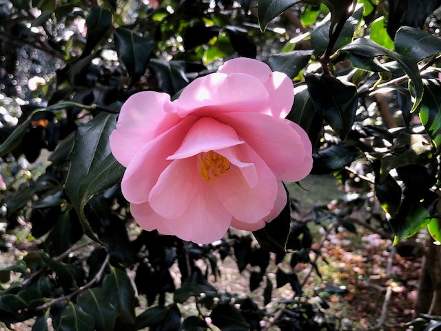 神代植物公園〈椿ウイーク〉色とりどりの椿と湧水のパワースポット深大寺を楽しむ