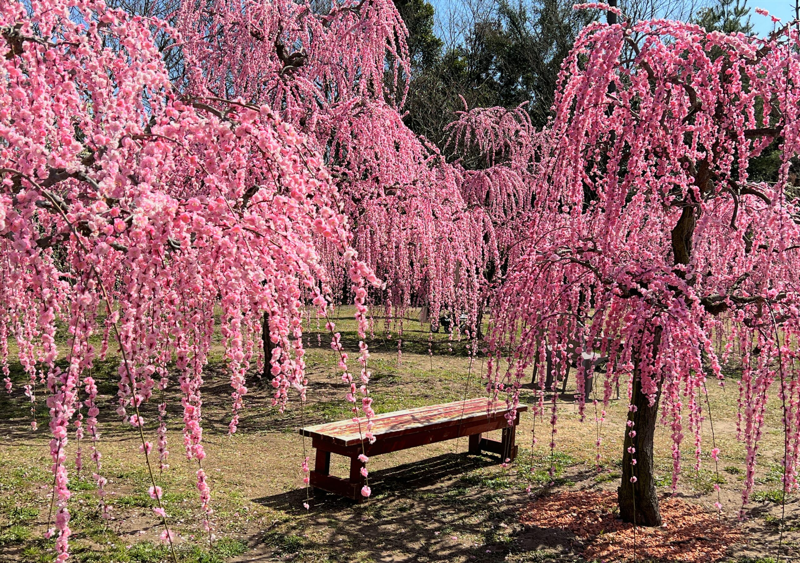 ピクニック気分で梅散歩♪三重「かざはやの里」は家族や仲間と楽しみたい梅名所