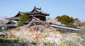 大和郡山「お城まつり」夜桜と天守台のライトアップ