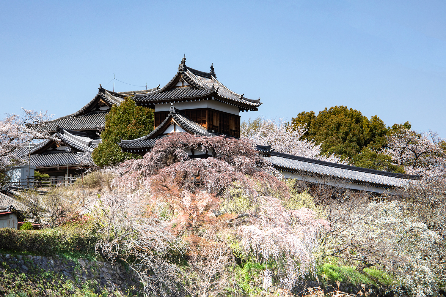 大和郡山「お城まつり」夜桜と天守台のライトアップ