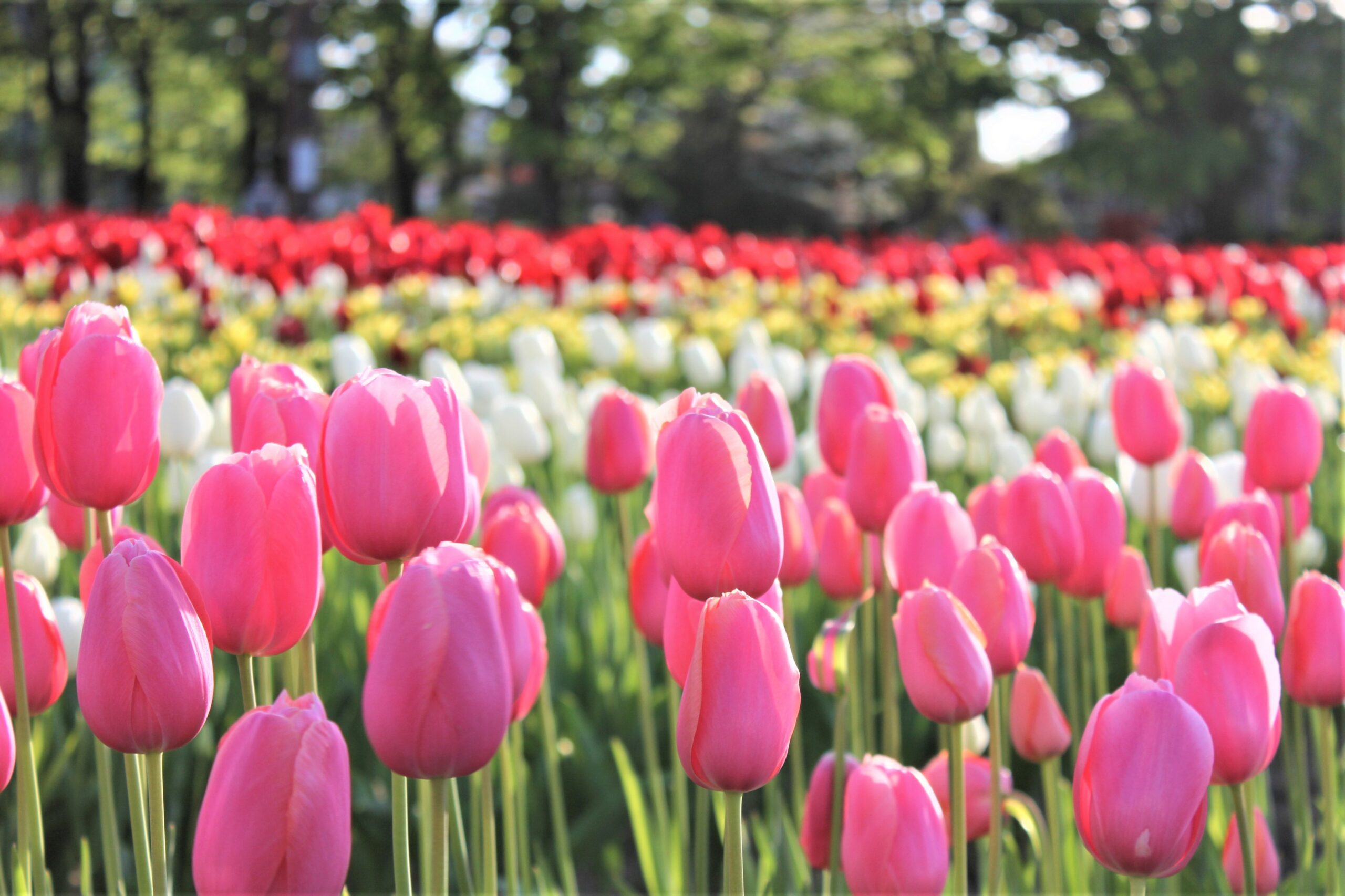 5月5日まで！300万本が咲く「2023となみチューリップフェア」満開の会場をレポート