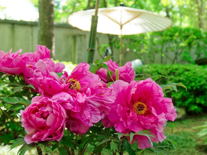 今が見頃♪遅咲き牡丹も美しい！上野東照宮ぼたん苑の「春のぼたん祭」